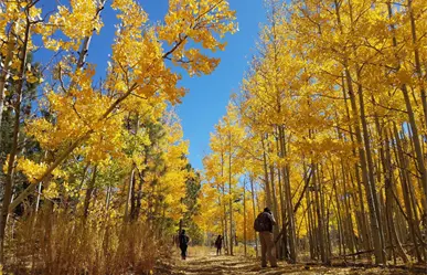 Viaja a los bosques dorados de San Pedro Mártir y déjate envolver por el otoño de Baja California