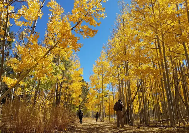 Viaja a los bosques dorados de San Pedro Mártir y déjate envolver por el otoño de Baja California