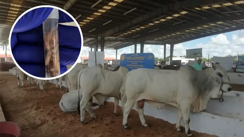 Gusano barrenador sigue ganando terreno en Yucatán