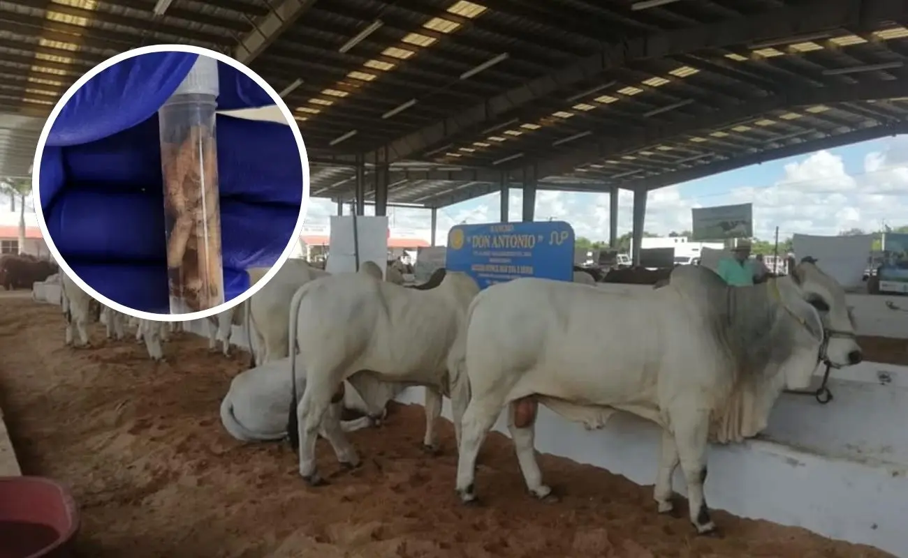 ¿Qué animales resultaron afectados? Foto: Canva | Gobierno de Yucatán
