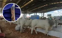 Gusano barrenador sigue ganando terreno en Yucatán