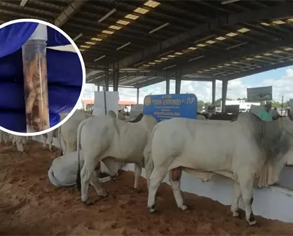 Gusano barrenador sigue ganando terreno en Yucatán