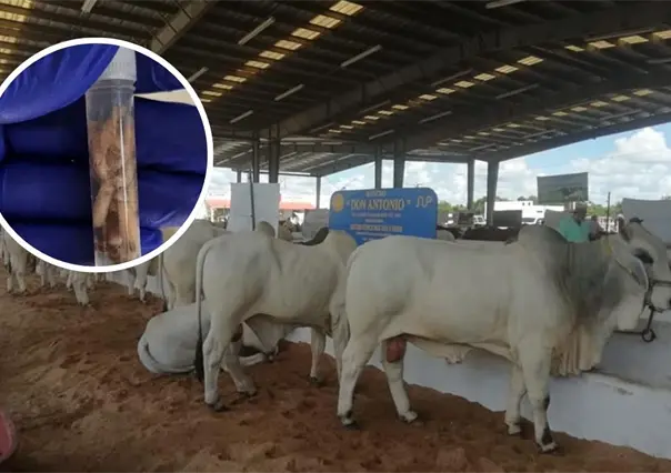 Gusano barrenador sigue ganando terreno en Yucatán