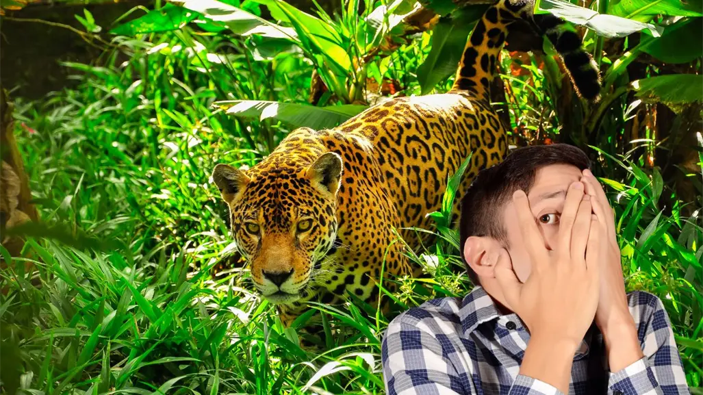 ¿Qué hacer si te encuentras un jaguar en los montes de Yucatán?
