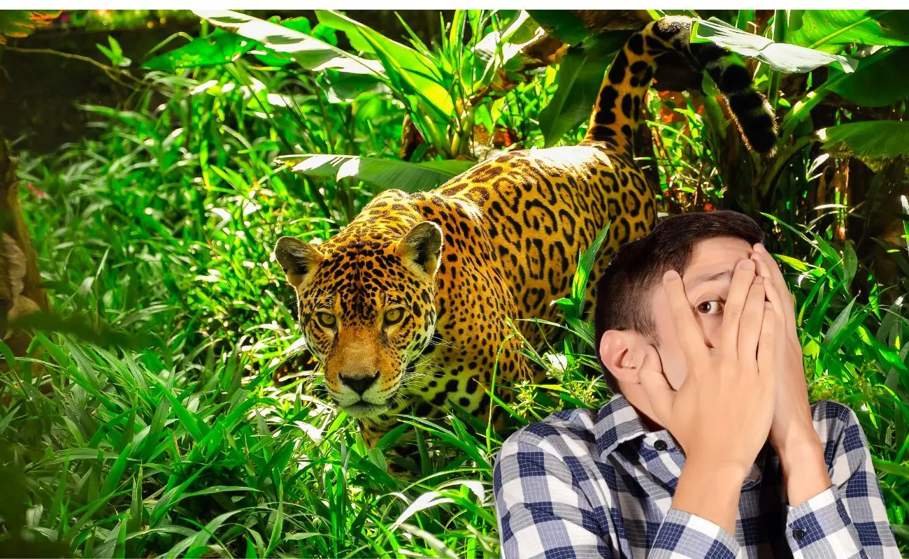 ¿Por qué hay tantos jaguares en la península de Yucatán? Foto: Canva