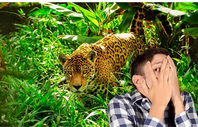 ¿Qué hacer si te encuentras un jaguar en los montes de Yucatán?