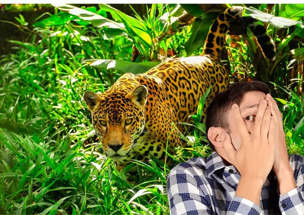 ¿Qué hacer si te encuentras un jaguar en los montes de Yucatán?
