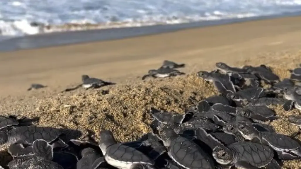 ¿Es ilegal liberar tortugas en BCS? Esto debes saber antes de participar