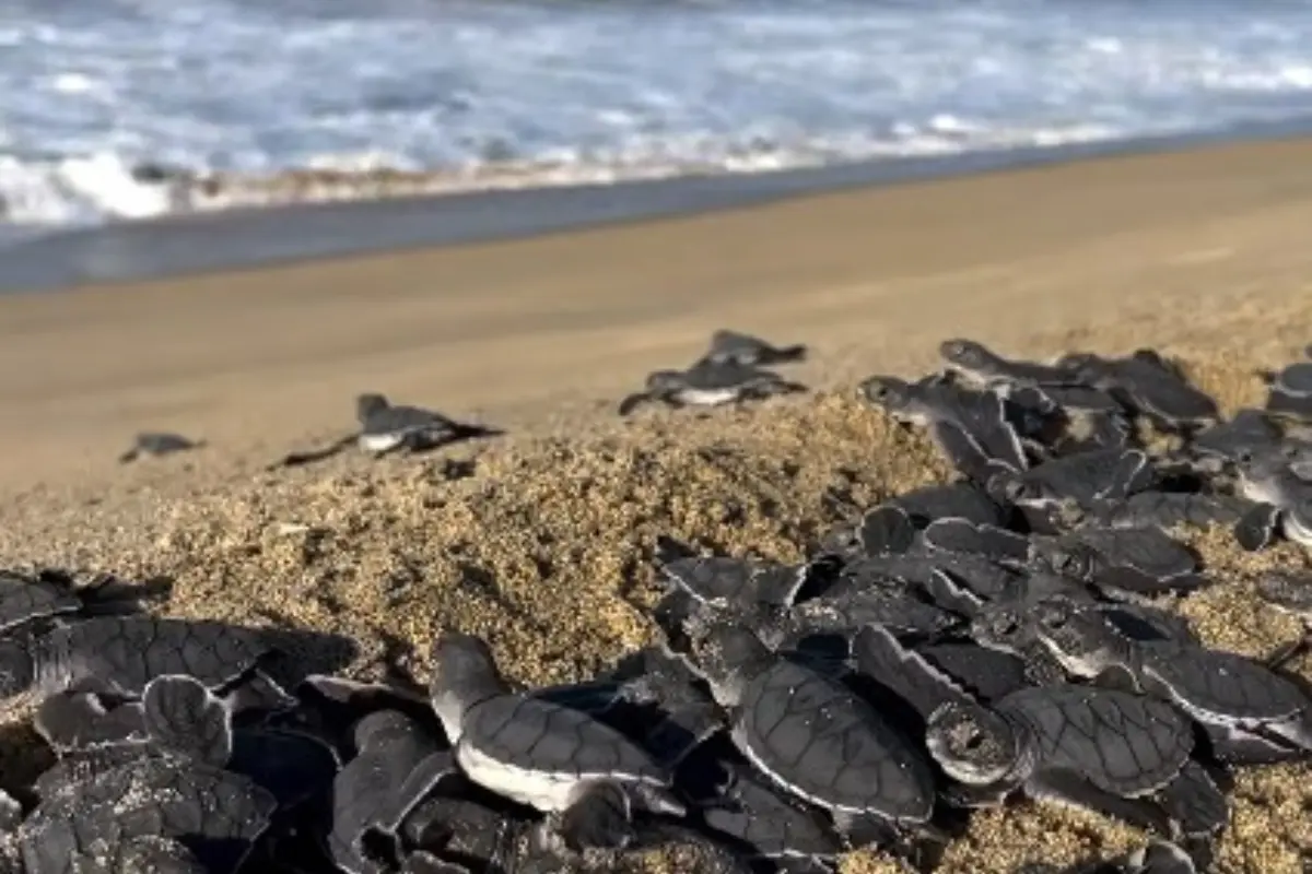 La liberación de tortugas es una actividad atractiva, pero regulada. Foto: Lalo Ecotours
