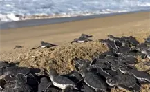 ¿Es ilegal liberar tortugas en BCS? Esto debes saber antes de participar