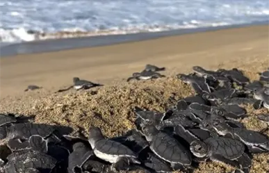 ¿Es ilegal liberar tortugas en BCS? Esto debes saber antes de participar