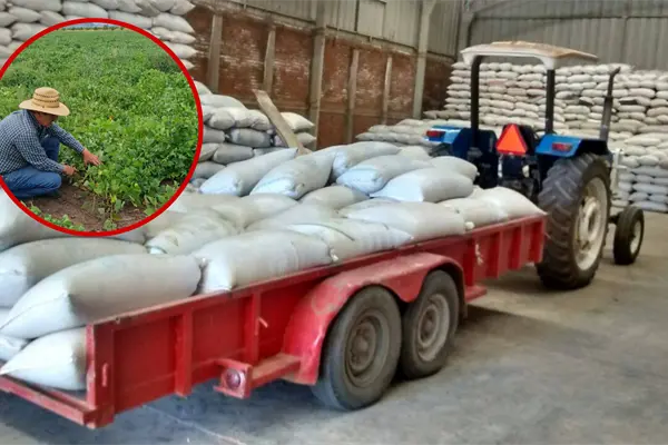 El frijol de Durango y la producción que se espera en la cosecha 2025