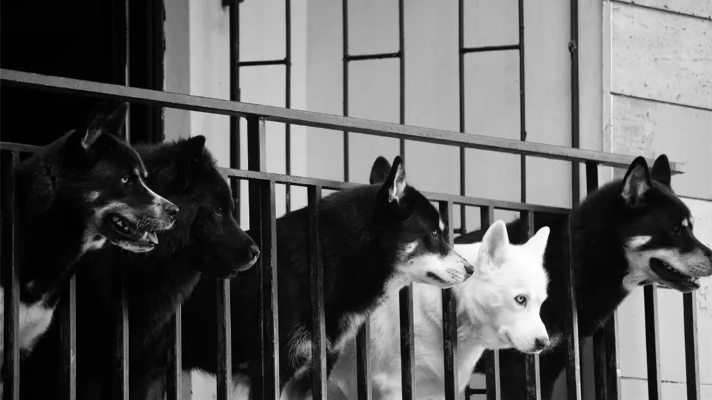 CDMX atiende 43 reportes diarios de rescate y maltrato animal, según datos del C5