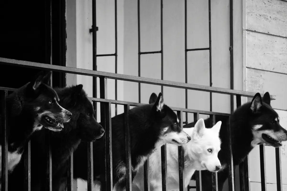 Animales asomándose a través de un barandal. Foto: Canva