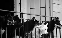 CDMX atiende 43 reportes diarios de rescate y maltrato animal, según datos del C5