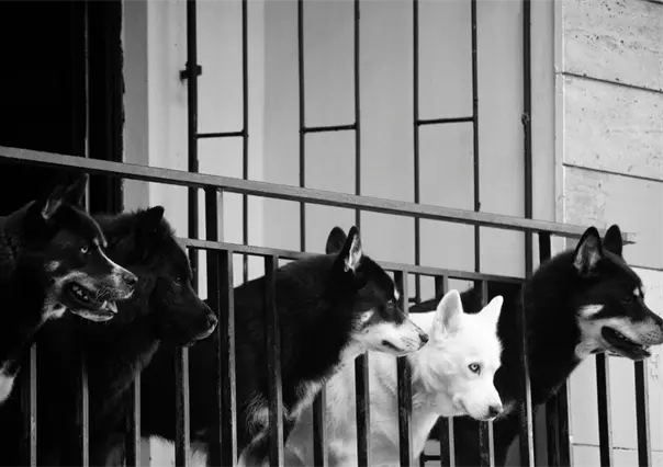 CDMX atiende 43 reportes diarios de rescate y maltrato animal, según datos del C5