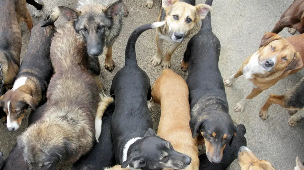 Ataques de perros callejeros provocan dos muertes en Tecámac, Edomex