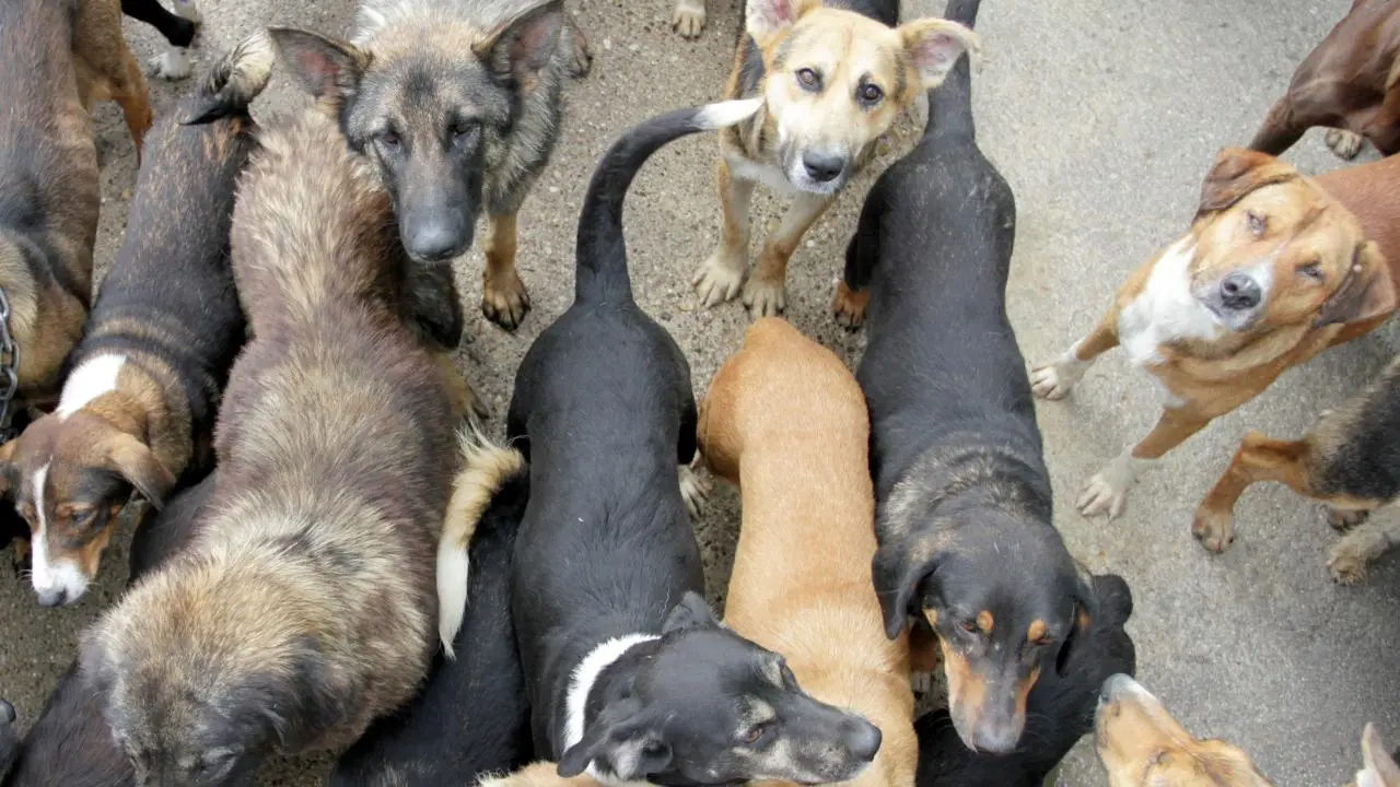 Ataques de perros callejeros provocan dos muertes en Tecámac, Edomex. Foto: Canva