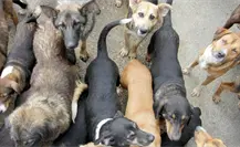 Ataques de perros callejeros provocan dos muertes en Tecámac, Edomex