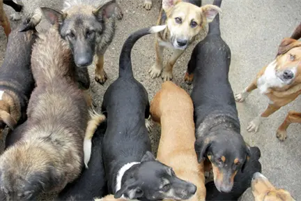 Ataques de perros callejeros provocan dos muertes en Tecámac, Edomex