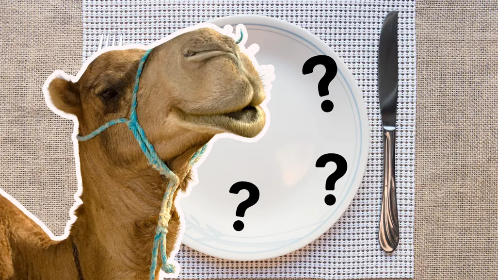 Torreón tiene la manera más rica de comer camellos, ¿ya lo sabías?