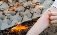 Los peligros de quemar cartón de huevo para alejar a los mosquitos en Yucatán