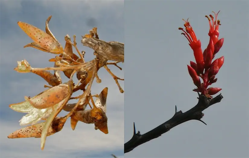 Sus flores rojas brotan solo en las puntas de sus tallos cuando la humedad aumenta. Foto: Xerófilo