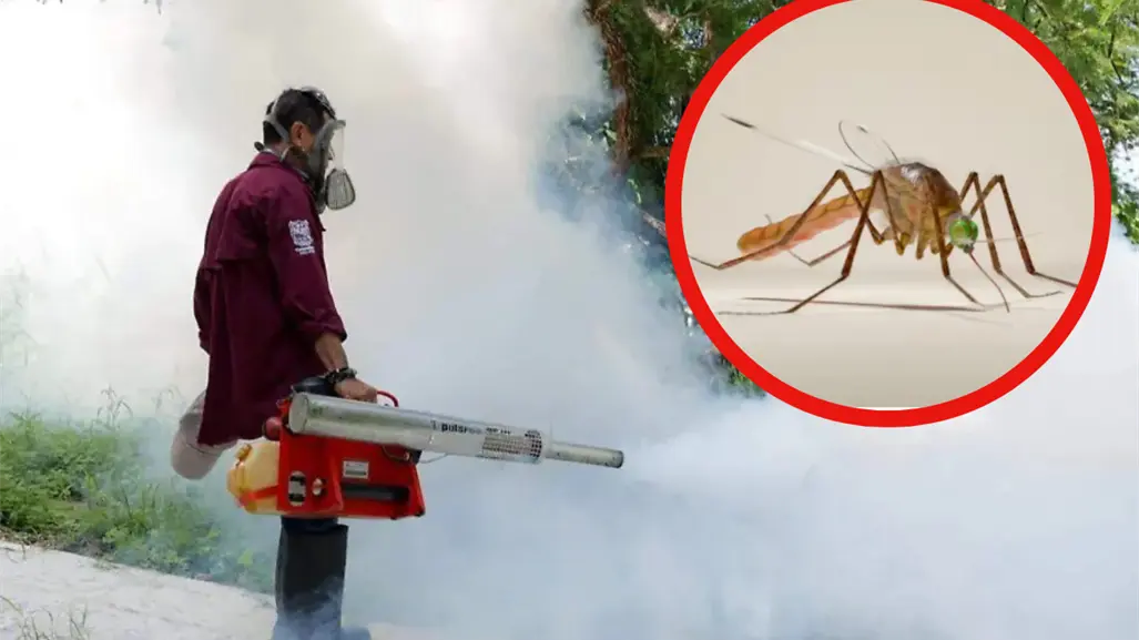 Campañas de fumigación y descacharrización logran disminuir contagios de dengue en Tamaulipas
