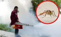 Campañas de fumigación y descacharrización logran disminuir contagios de dengue en Tamaulipas