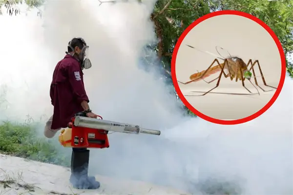 Campañas de fumigación y descacharrización logran disminuir contagios de dengue en Tamaulipas