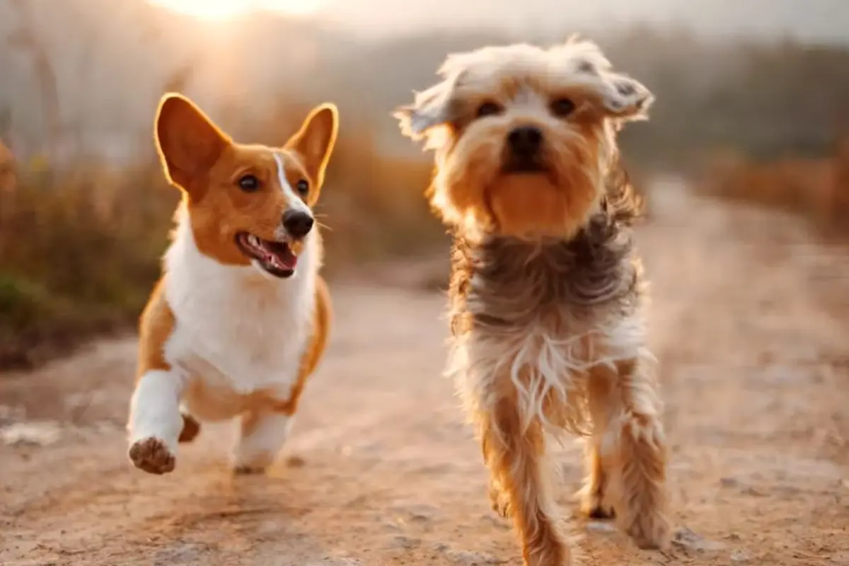 Descubre la campaña de adopción permanente en Tampico para darle un hogar a cachorritos necesitados. ¡Adopta y cambia vidas hoy!