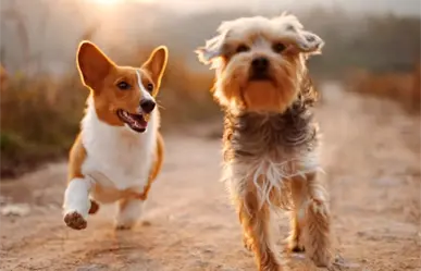 Adopta no compres: Buscan un hogar en Tampico cachorritos