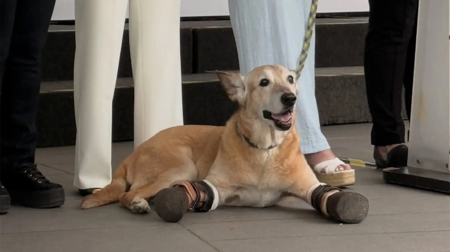 Presentan en el Senado la Ley Pay de Limón contra el maltrato animal. Foto: X (@MariannaEn889Fm)