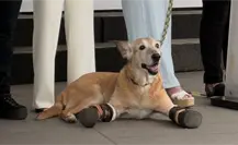 Presentan en el Senado la Ley Pay de Limón contra el maltrato animal
