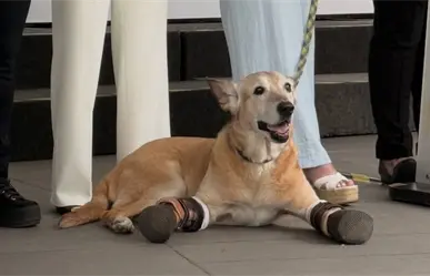 Presentan en el Senado la Ley Pay de Limón contra el maltrato animal