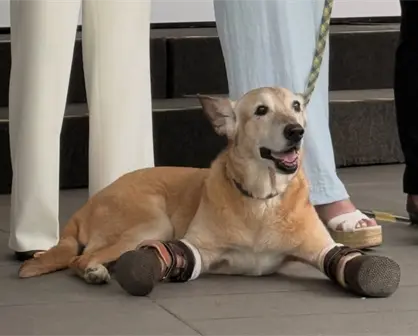 Presentan en el Senado la Ley Pay de Limón contra el maltrato animal