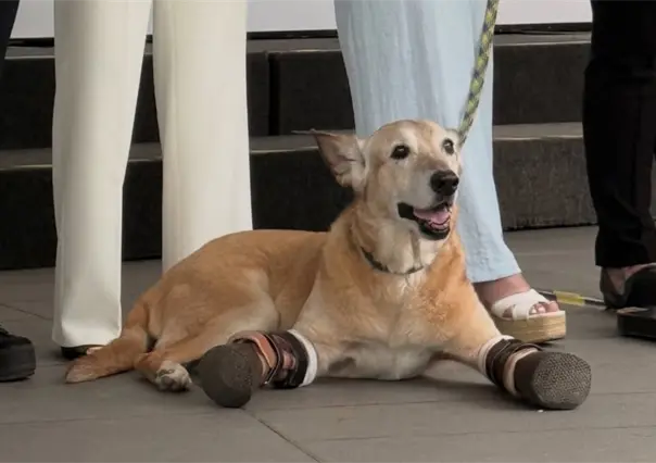 Presentan en el Senado la Ley Pay de Limón contra el maltrato animal