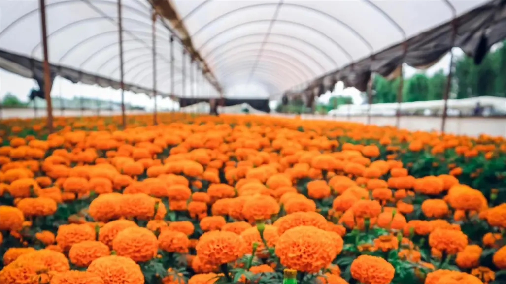 Flor de cempasúchil en Edomex: más de un millón de macetas listas para Día de Muertos