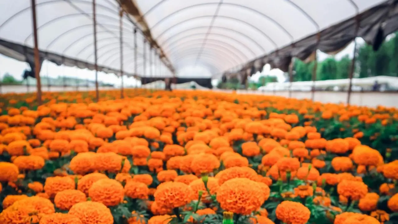Flor de cempasúchil en Edomex: más de un millón de macetas listas para Día de Muertos. Foto: Canva