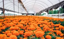 Flor de cempasúchil en Edomex: más de un millón de macetas listas para Día de Muertos
