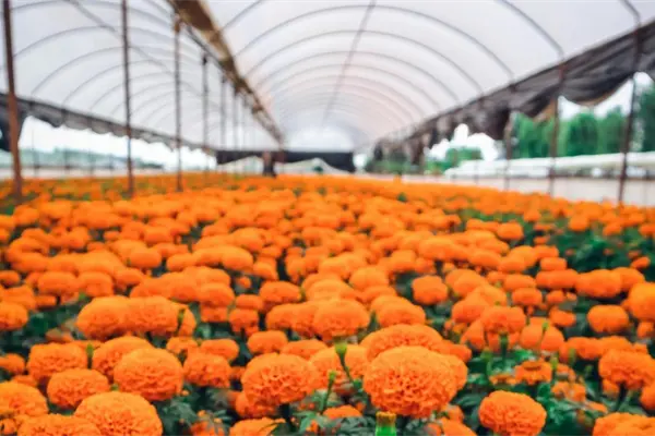 Flor de cempasúchil en Edomex: más de un millón de macetas listas para Día de Muertos