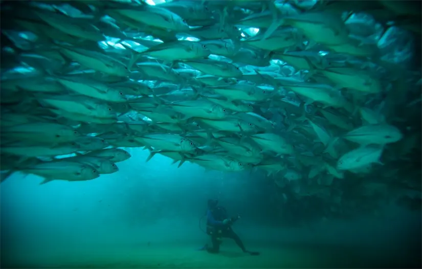 Foto: Turismo Los Cabos