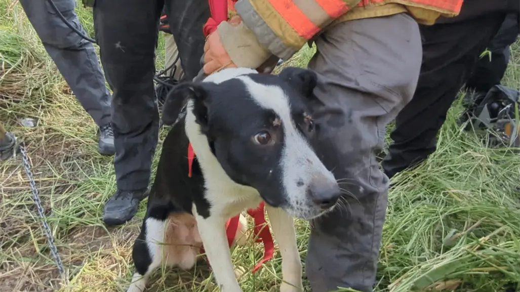Protección Civil Guadalupe rescata a perrito que cayó en noria