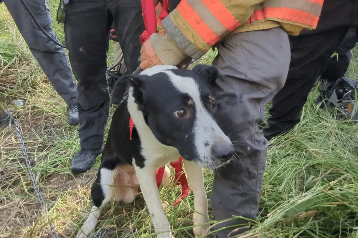 El rescate fue exitoso gracias a la intervención rápida y al uso del equipo técnico adecuado. Foto: PC Guadalupe.