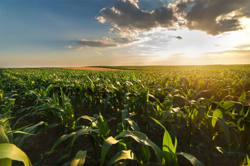 Los agricultores preparan sus tierras para conservar humedad de las lluvias de octubre y noviembre | Foto: Canva