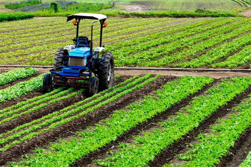 La siembra es maíz, frijol o trigo | Foto: Canva