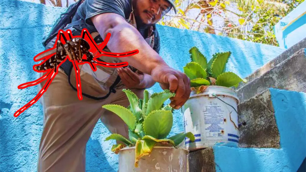 ¿Dónde se forman los criaderos de mosquitos en Yucatán y cómo eliminarlos?
