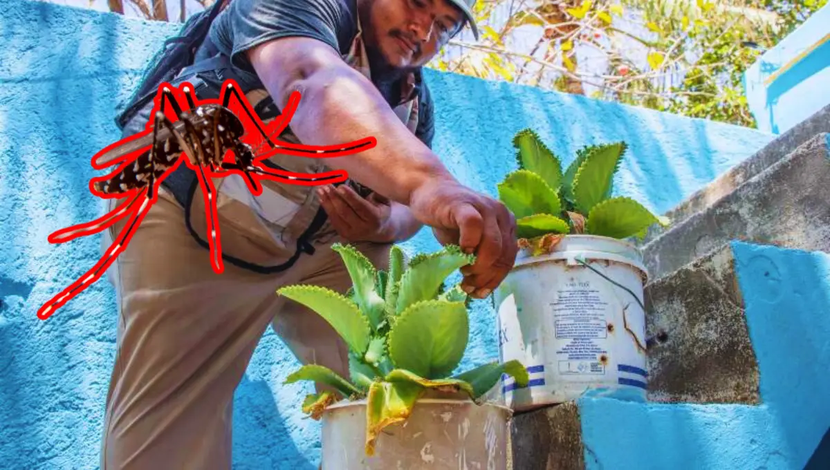 Los mosquitos que transmiten el dengue ponen sus huevecillos en el agua Foto: SSY/Canva
