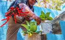 ¿Dónde se forman los criaderos de mosquitos en Yucatán y cómo eliminarlos? ¿Dónde se forman los criaderos de mosquitos en Yucatán y cómo eliminarlos?