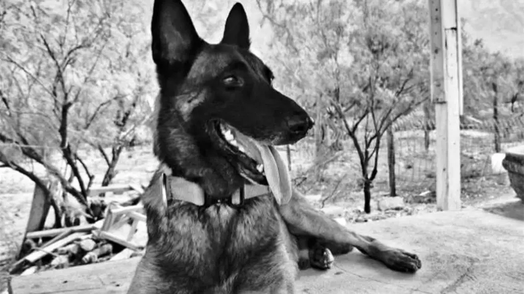 Despiden a Odín, perrito de la manada K9 de Protección Civil Nuevo León